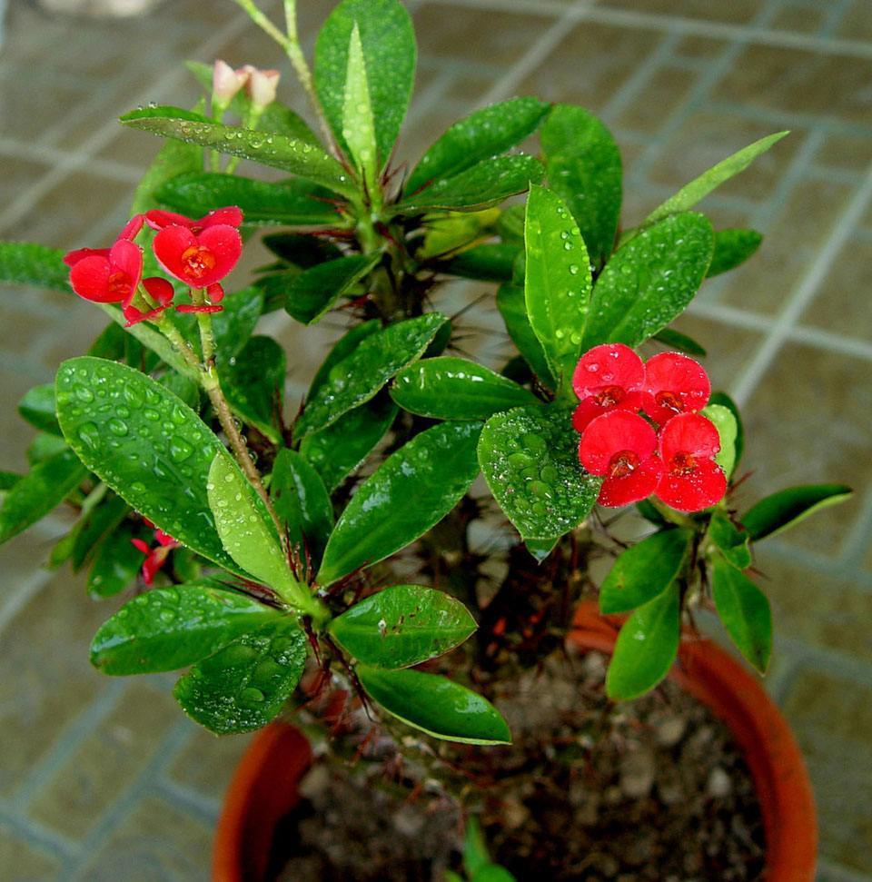 公园庭院常见的麒麟花,生长时有不少坏脾气,要用正确的管理方法