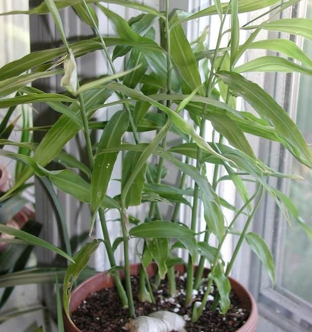 到了秋季的时候,你会发现,生姜的叶子一天天泛黄,不要着急,这是代表土