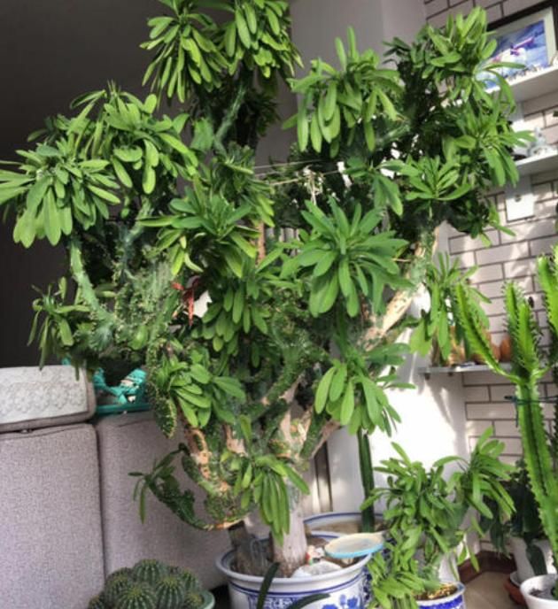 搬新家别再种发财树了养上一盆玉麒麟可轻松活上上百年