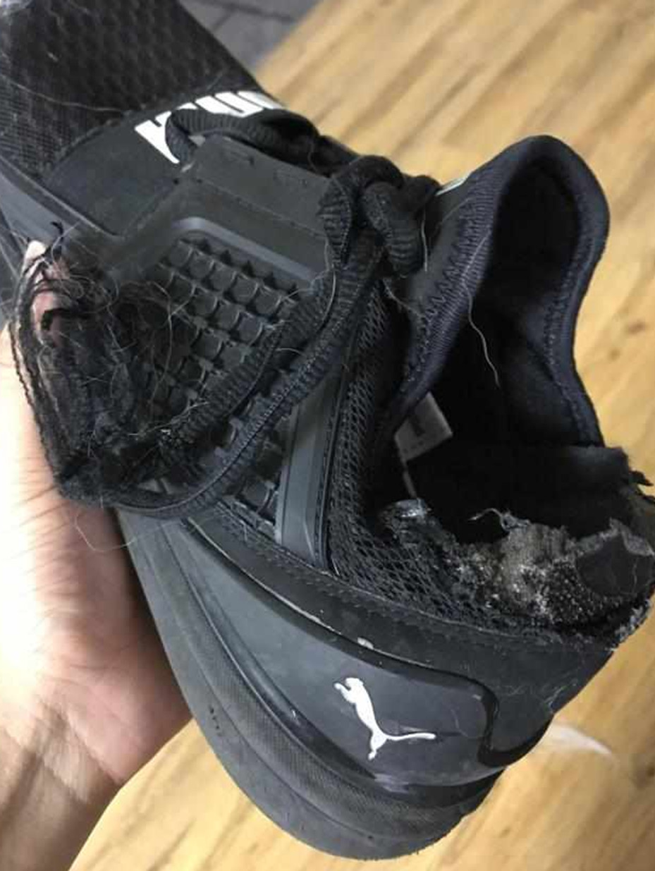 狗狗咬坏主人鞋子,怕被打竟假装睡着,主人看了一脸懵逼!