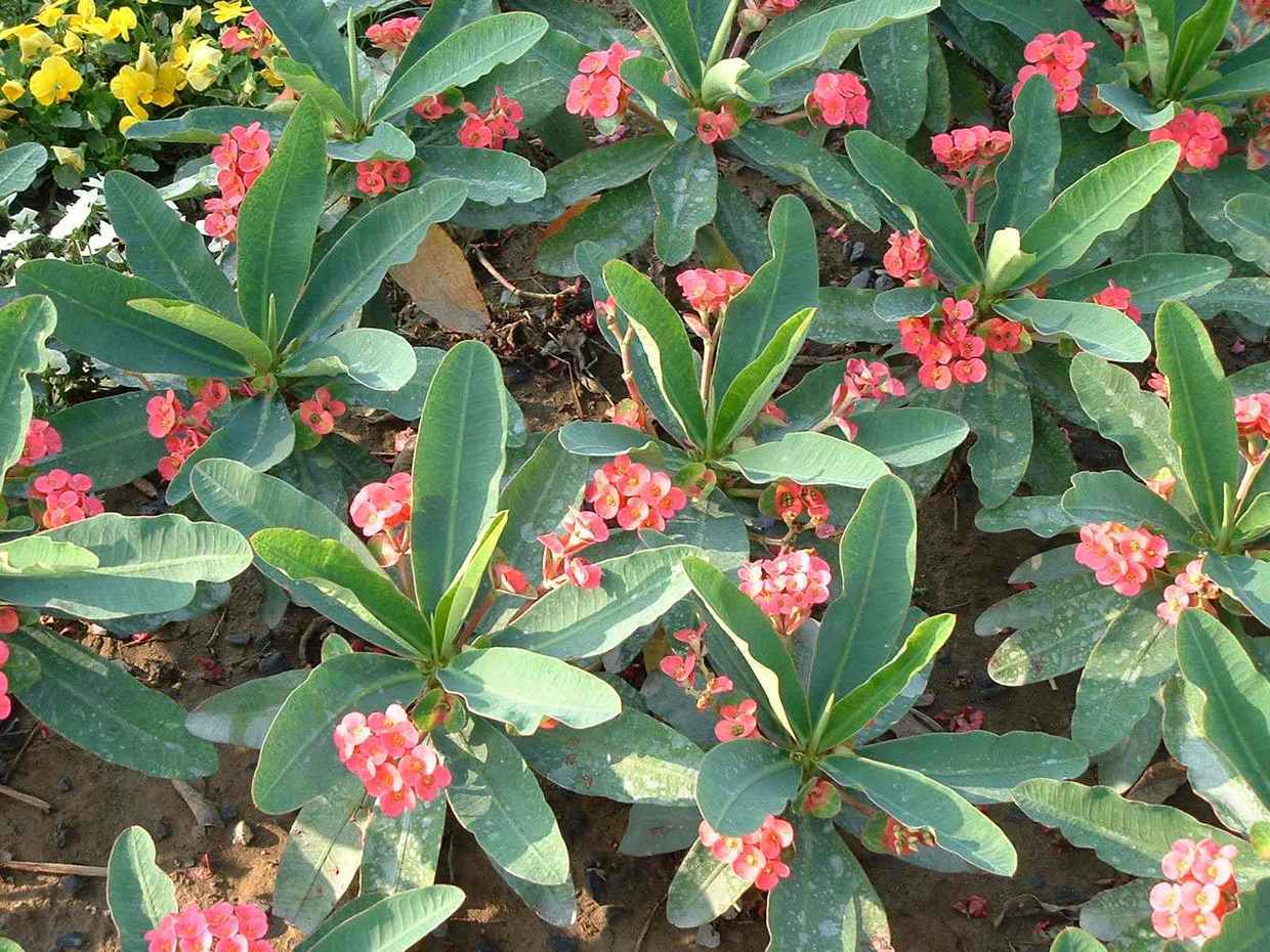 公园庭院常见的麒麟花,生长时有不少坏脾气,要用正确的管理方法