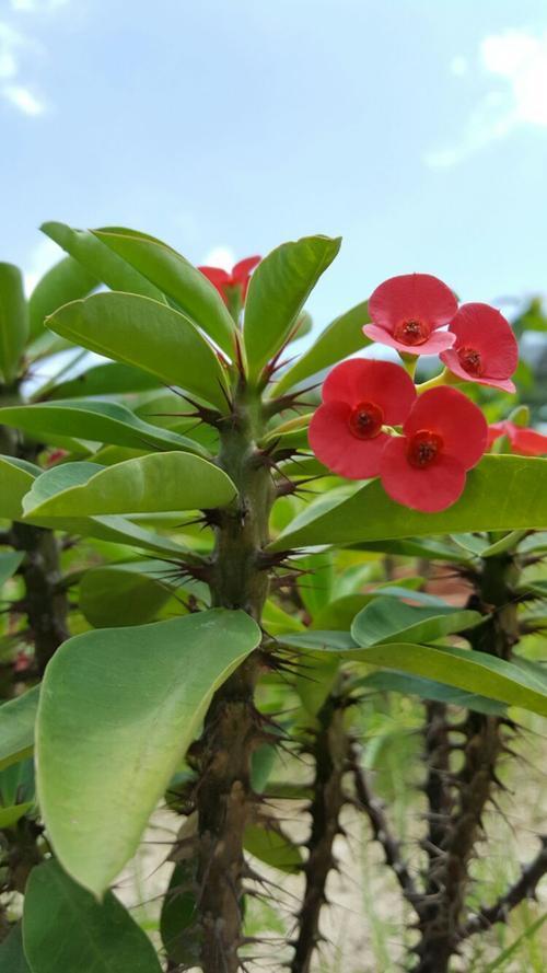公园庭院常见的麒麟花,生长时有不少坏脾气,要用正确的管理方法