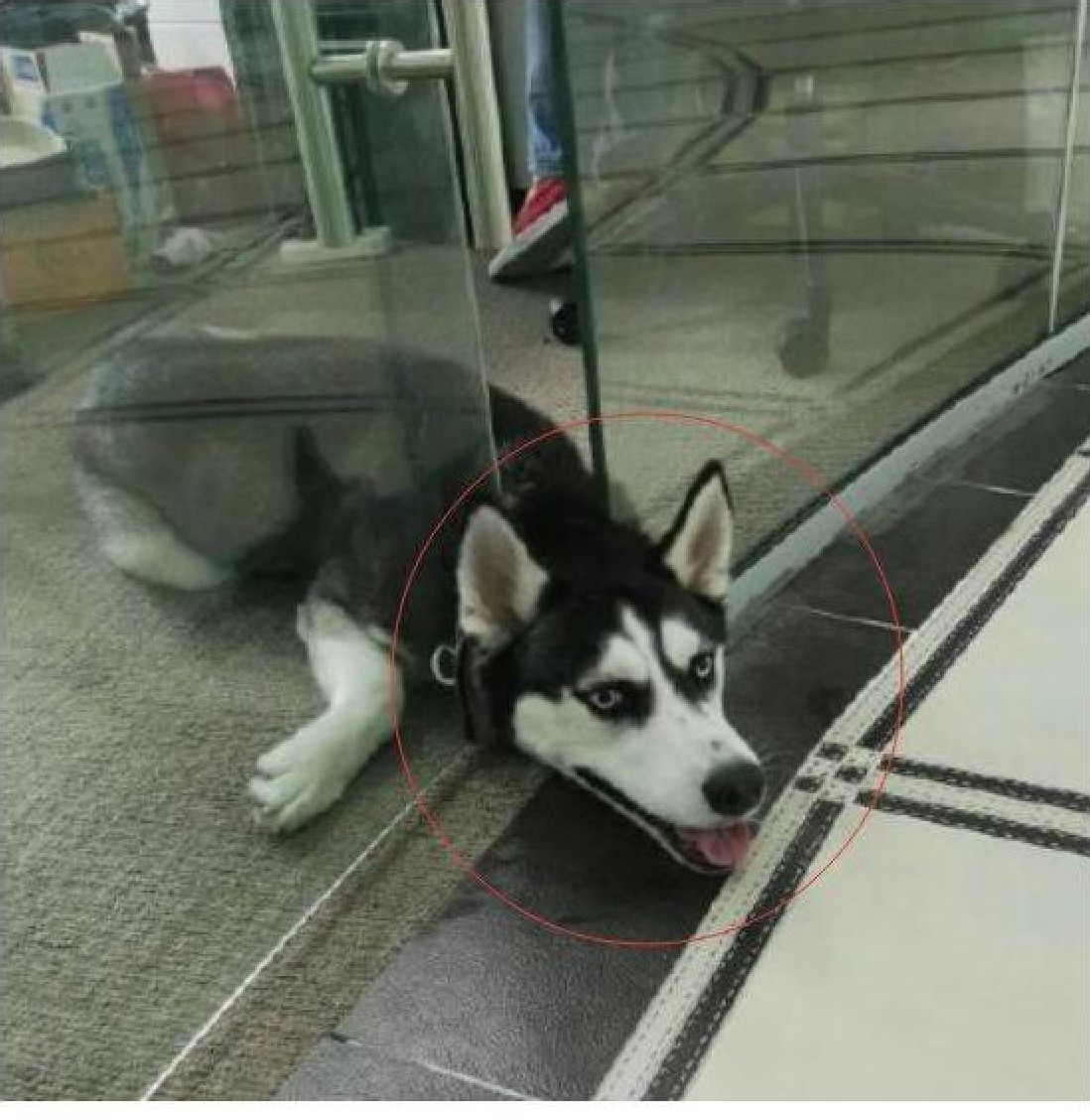 男子带二哈去公司上班,它第一天就当众出丑,智商低的可怕!