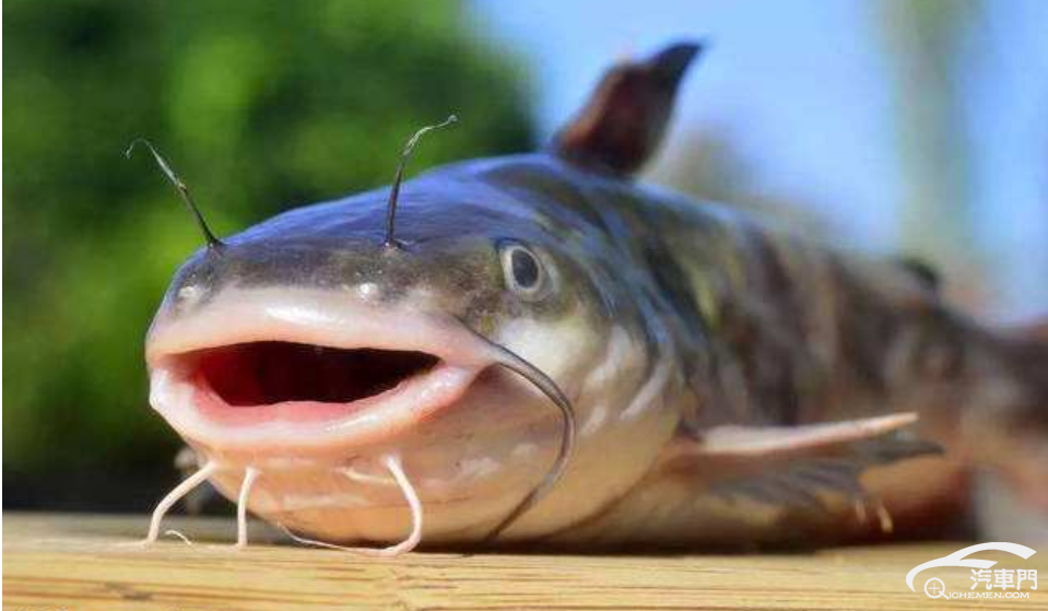 销量遭遇臀斩 索纳塔十被鲶鱼前脸坑惨了!