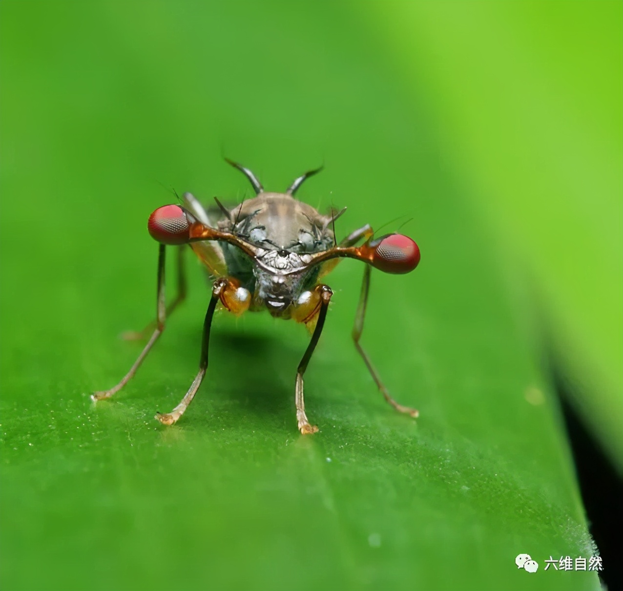 拥有一对怪眼的蝇类突眼蝇长长眼柄会拖慢其速度却有特殊作用