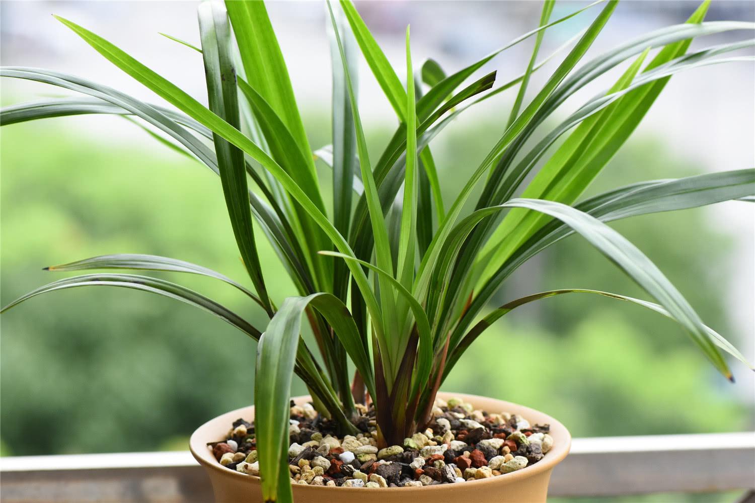 冬天养兰花遇到几种情况不要给它喷水