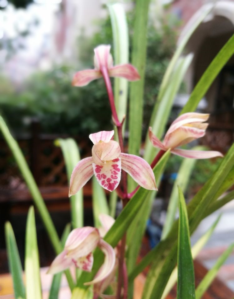 四季兰铭品"八宝奇珍",花色鲜艳,叶艺完美!|八宝|叶艺|花色_新浪新闻