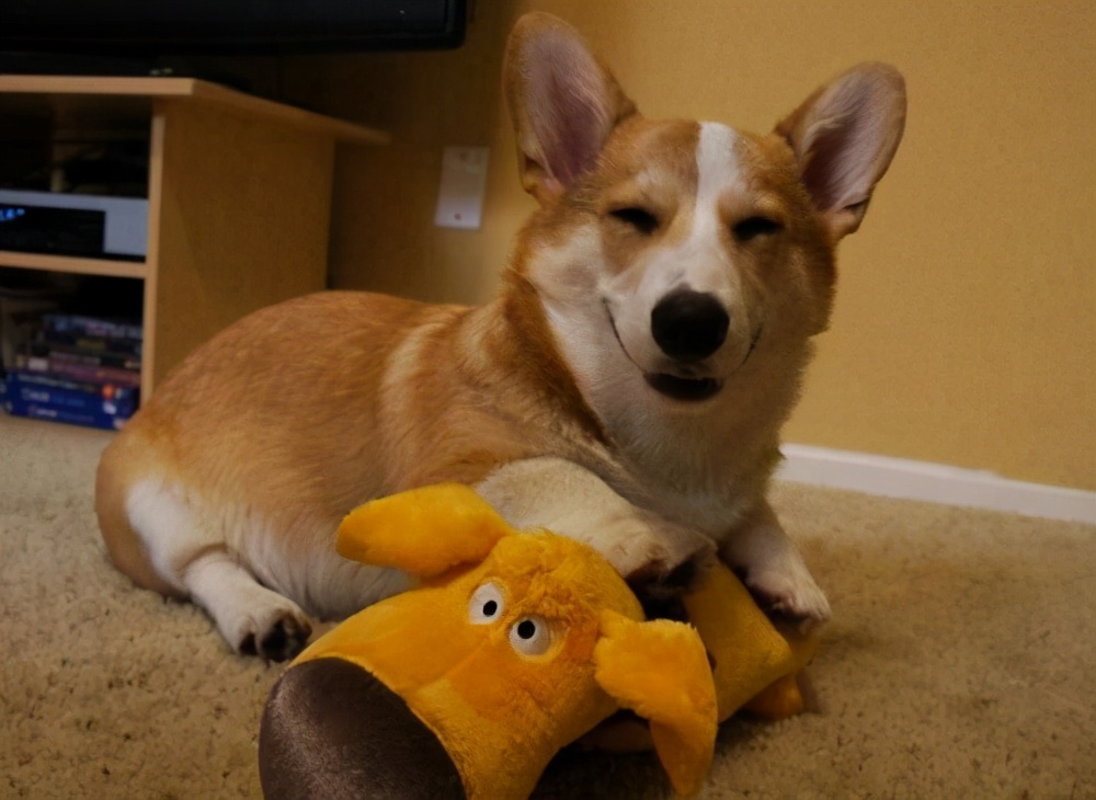 柯基犬的这些身体语言是在说爱你