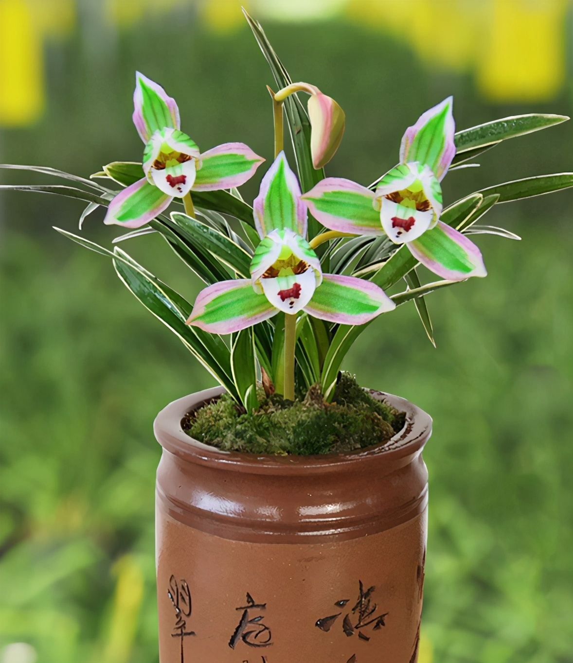 兰花"帝王妃",冷门又很美的品种,香味雅致又浓郁!|兰花|帝王|香味_新