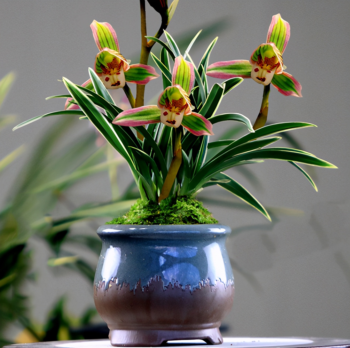 建兰矮种"帝王妃",花色复杂,香味醇正,好养易活!|矮种|建兰|帝王_新浪