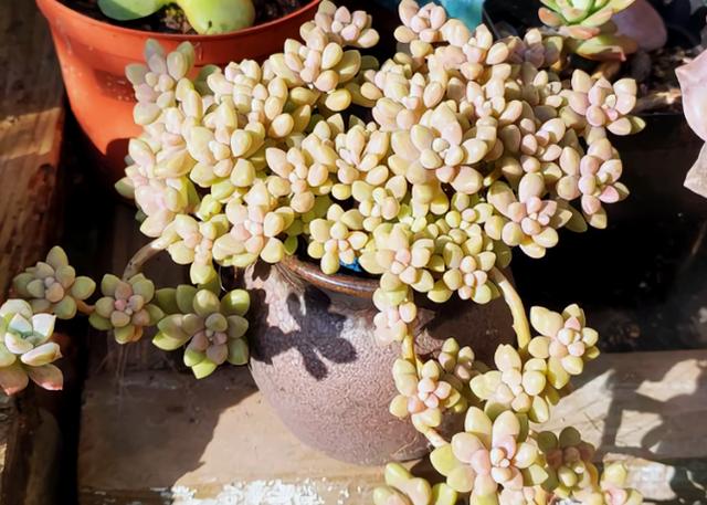 多肉里的"小清新"丸叶姬秋丽,养护注意这些,轻松上色爆盆