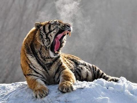 世界上最大的老虎 东北虎体长2 8米 狮王在它面前就是弟弟