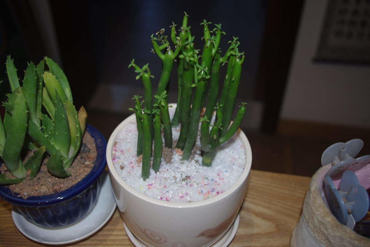 一种绿色珊瑚养土里株型可大可小摆在哪里都好看名叫彭珊瑚在南海种