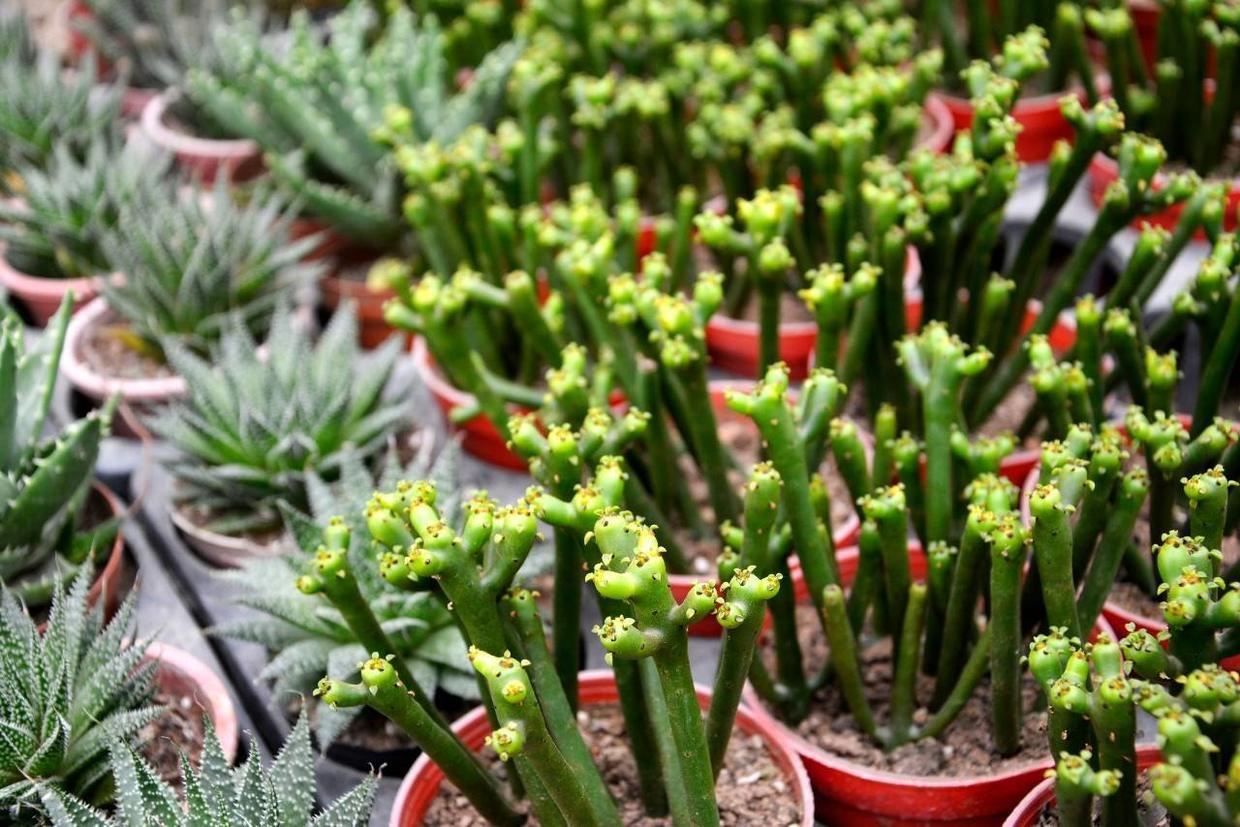 一种绿色珊瑚养土里,株型可大可小,摆在哪里都好看,名叫彭珊瑚