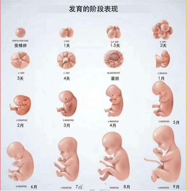 2,每个胎儿发育的快慢不一样,所以头围大小与月份也存在一定的误差