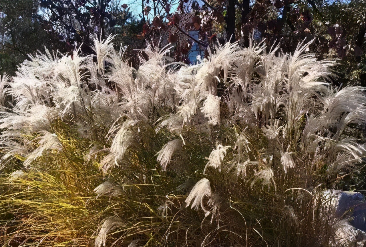 斑叶芒同样喜欢阳光,在种植的时候要放到阳光底下晒一晒,另外在冬天也