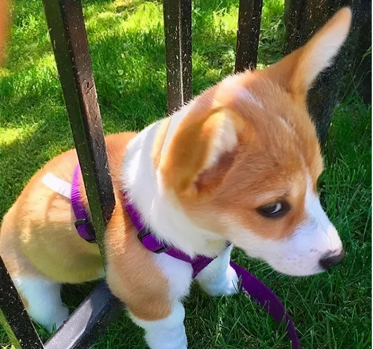 柯基讨厌一个人会有什么表现这7个动作藏不住