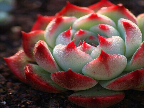 多肉植物吉娃娃怎么养