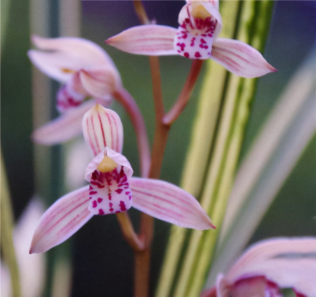 它就是建兰——八宝奇珍,可能很多人没有听说这个名字,它的叶片拥有"