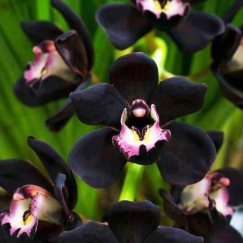 比香水还好闻,花色神秘,好养易管理,这款铭品兰花!