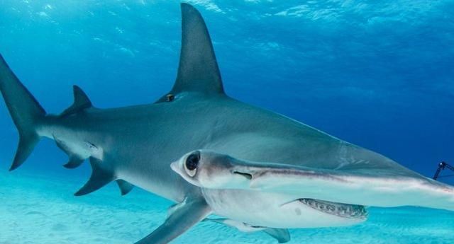 鲨鱼中的奇葩脑袋长得像锤子怪异长相能带来什么好处