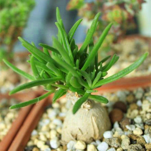 多肉植物冰花的养护方法