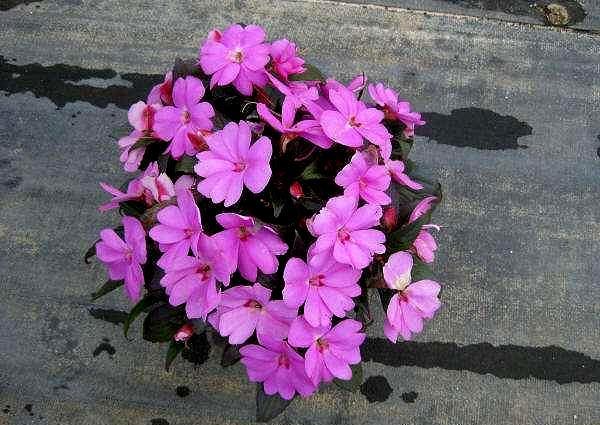 冷门花花期6个月又被称为超级凤仙花盛夏花最美