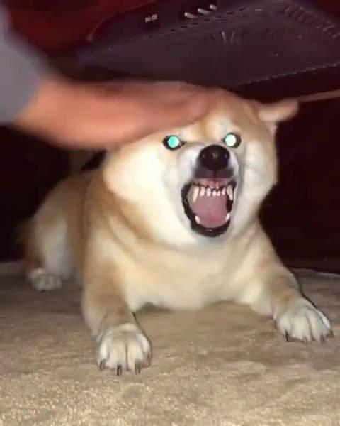 用最凶狠的表情,做最听话的狗