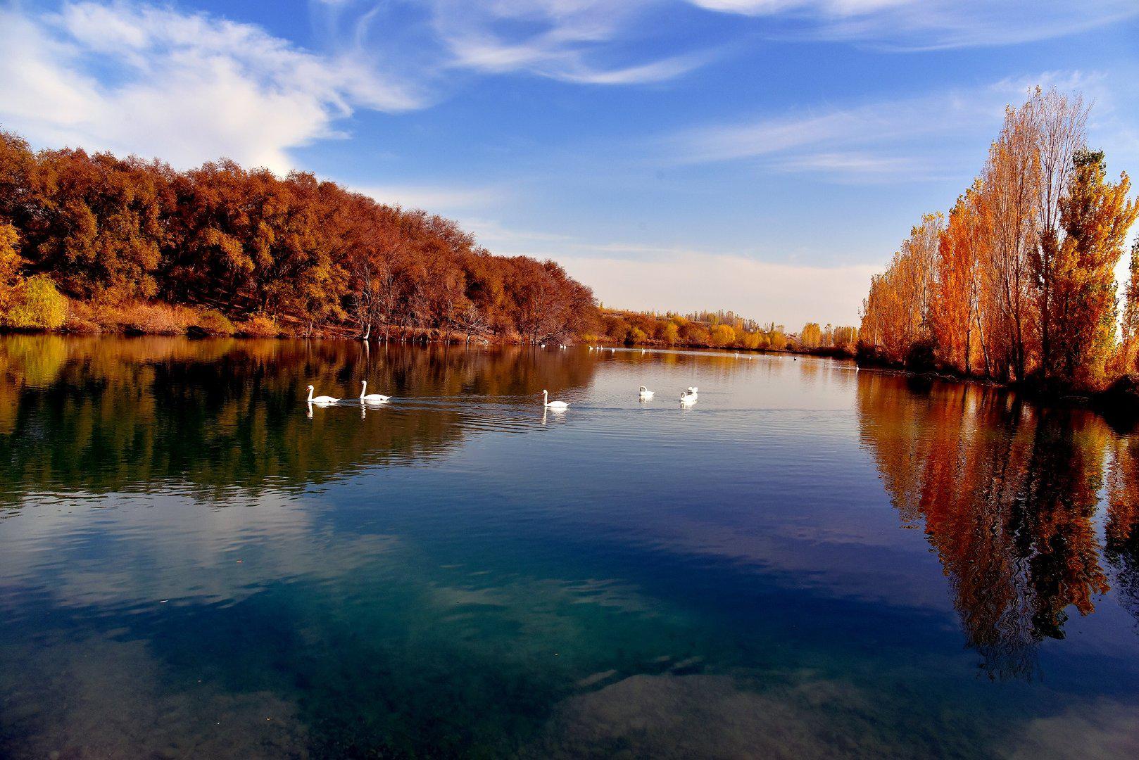 新疆伊宁县:天鹅来"赏秋"|新疆|伊宁县|天鹅_新浪新闻