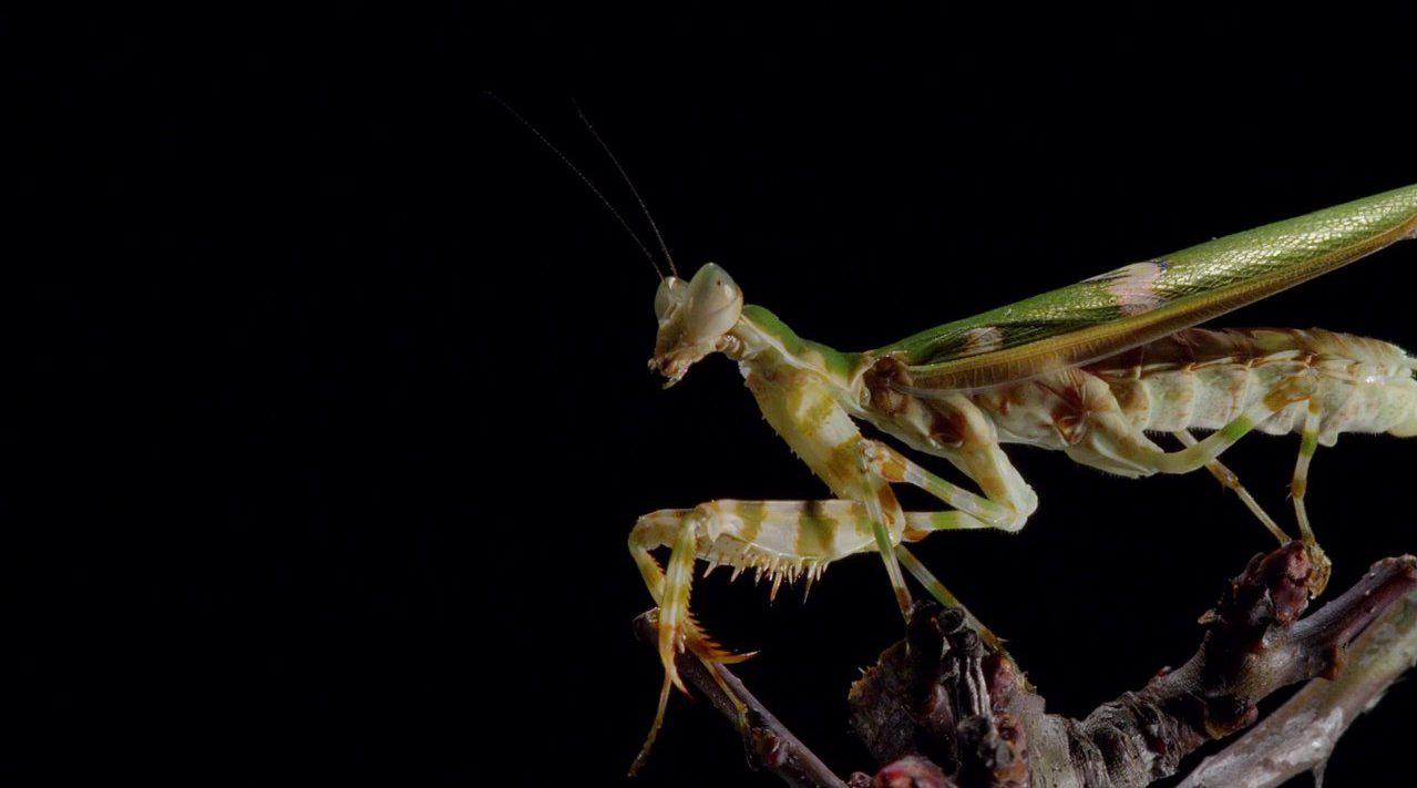 微型猛兽3之螳螂求偶micromonsters3thecourtshipof