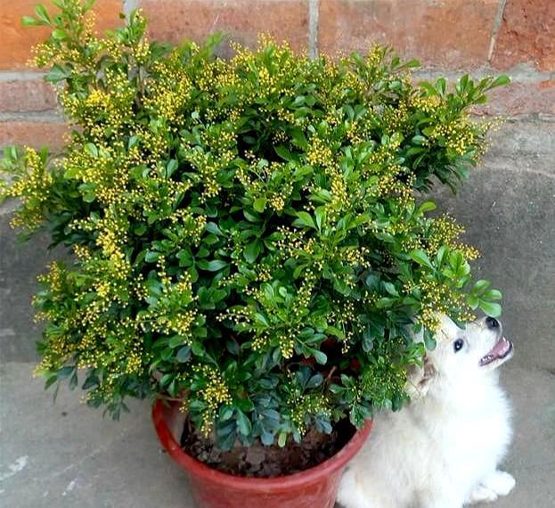 米兰花8月开花香浓郁客厅养一盆1年成老桩