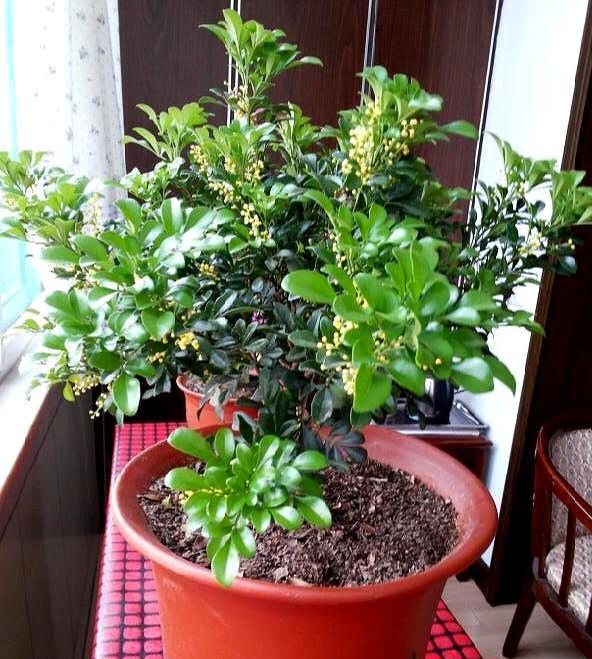 米兰花8月开花香浓郁客厅养一盆1年成老桩