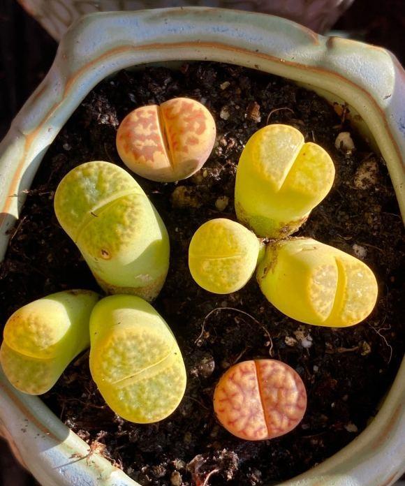 生石花徒长了,是你不会养,砂石土少浇水,远离"大长腿"