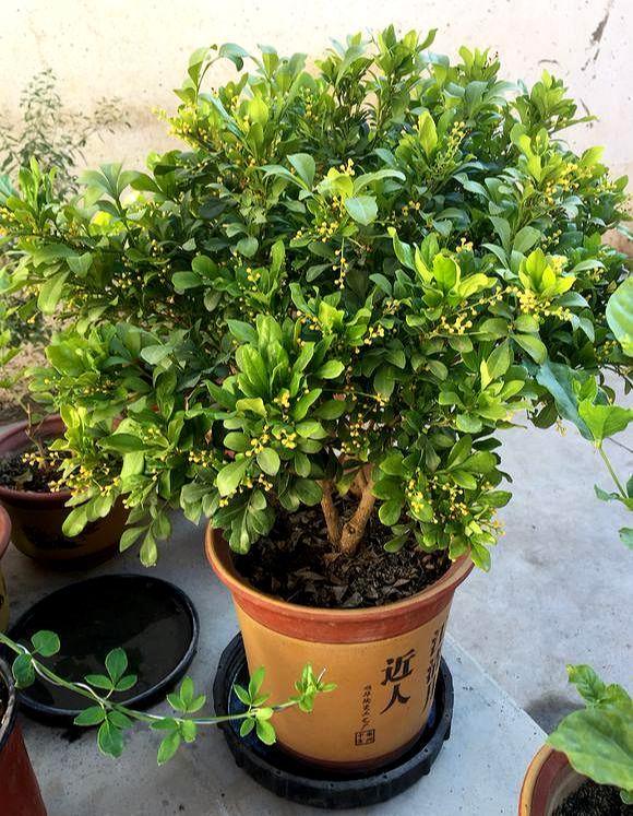 米兰花8月开花香浓郁客厅养一盆1年成老桩