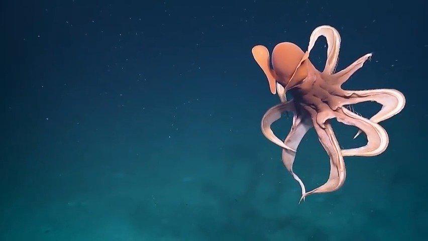 一只小飞象章鱼在深海中游泳, 张开身体的样子像一个南瓜!