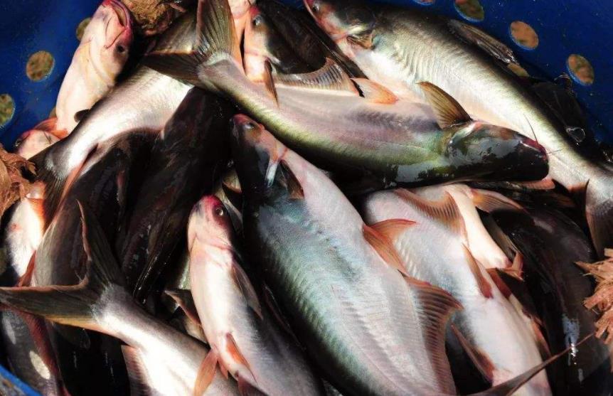 区分龙利鱼和巴沙鱼:1,活鱼的外观差别很大,一眼就能看出来,不过鱼柳