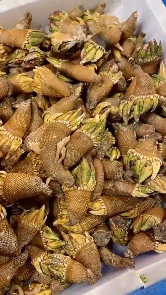 真是蛤蟆看绿豆,对上眼了,眼光和自己的长相一模一样