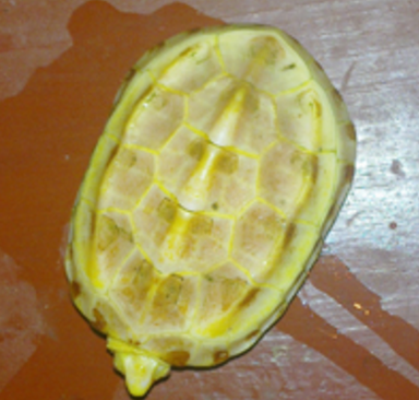 小伙在河边捡到一只金色的乌龟专家一席话男子吓的把乌龟放生