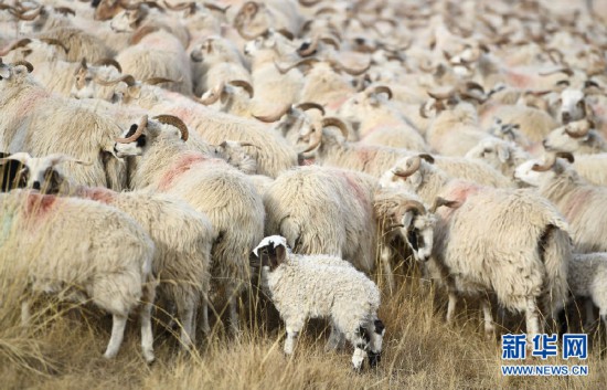 正文  宁夏村生态畜牧业专业合作社理事长力太加告诉记者,宁夏村是纯