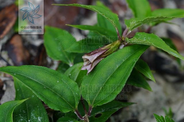 小筋骨藤见过吗舒筋活络接骨治骨折筋伤