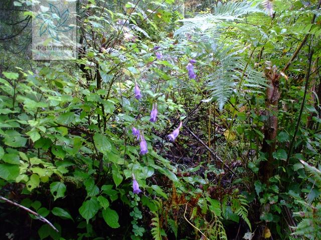 小筋骨藤见过吗舒筋活络接骨治骨折筋伤