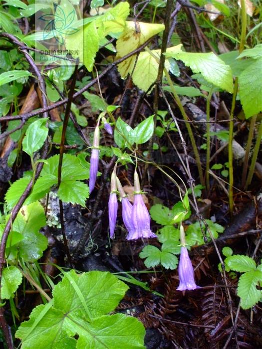 小筋骨藤见过吗舒筋活络接骨治骨折筋伤