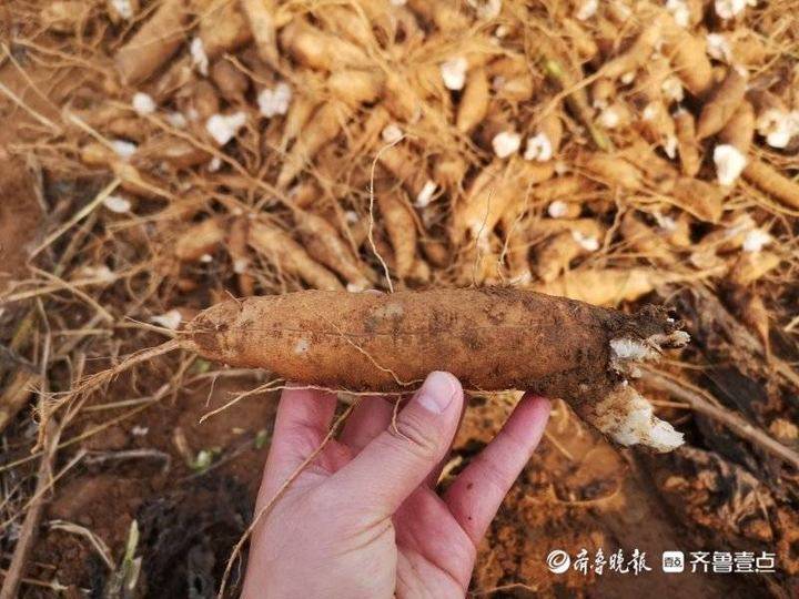 枣庄:玉米地里长出中药材,种出致富"千金方"|枣庄_新浪新闻
