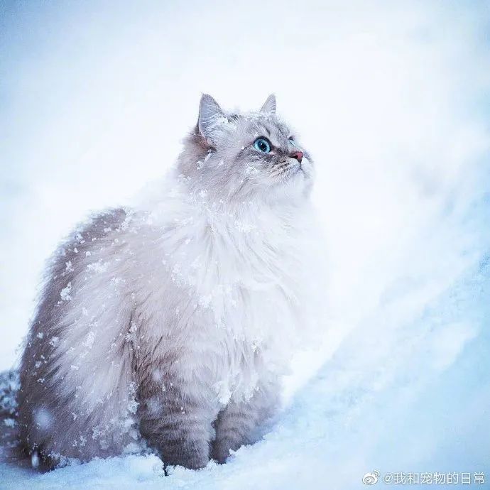 雪中的大美猫好可爱啊而且很有气势