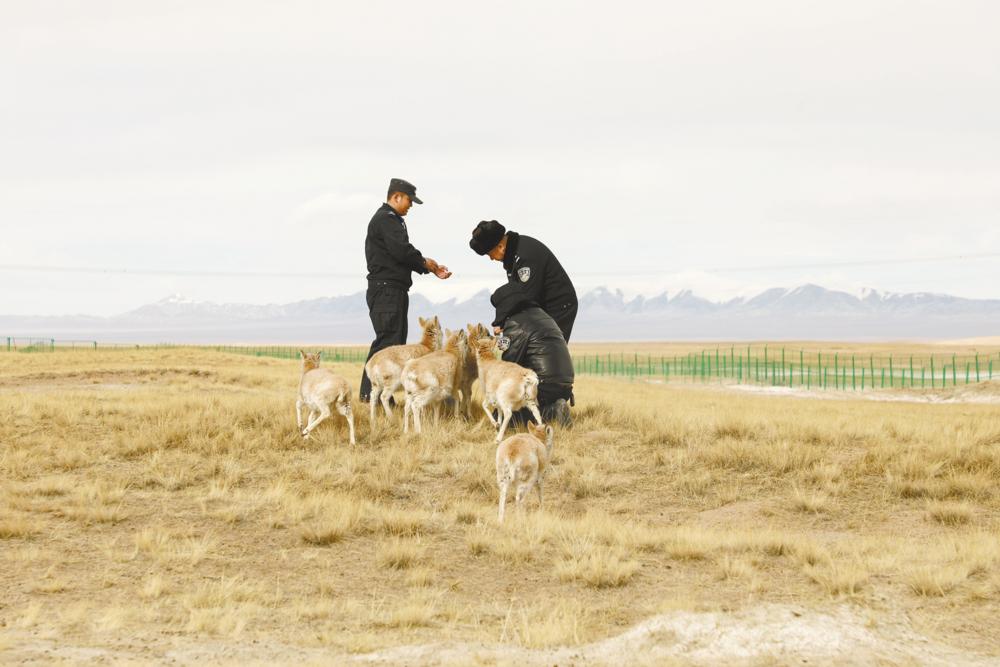 12月7日,可可西里巡山队员和藏羚羊幼仔在一起