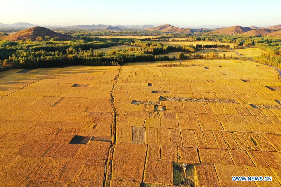 Aerial photo taken on Oct. 18, 2020 shows harvesters operating in rice fields at Jiangzhuang Village of Luanzhou City in north China's Hebei Province. China's grain output reached nearly 670 billion kg in 2020, up 5.65 billion kg, or 0.9 percent, from last year, the National Bureau of Statistics (NBS) said on Thursday. This marks the sixth consecutive year that the country's total grain production has exceeded 650 billion kg. The bumper harvest comes despite disrupted farming as a result of the COVID-19 epidemic, which has been held in check thanks to efforts to ensure the transportation of agricultural materials and strengthen farming management. (Xinhua/Mu Yu)