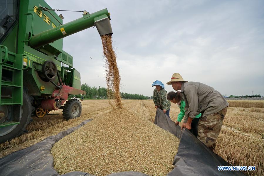 Villagers harvest wheat in Zoujiawa Village of Luanzhou City, north China's Hebei Province, June 18, 2020. China's grain output reached nearly 670 billion kg in 2020, up 5.65 billion kg, or 0.9 percent, from last year, the National Bureau of Statistics (NBS) said on Thursday. This marks the sixth consecutive year that the country's total grain production has exceeded 650 billion kg. The bumper harvest comes despite disrupted farming as a result of the COVID-19 epidemic, which has been held in check thanks to efforts to ensure the transportation of agricultural materials and strengthen farming management. (Xinhua/Mu Yu)