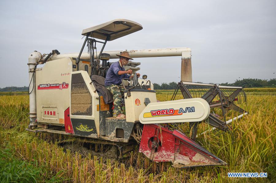 An employee operates a harvester in rice fields at Xinjiang Village, Longquan Township, Longhua District of Haikou City in south China's Hainan Province, Oct. 22, 2020. China's grain output reached nearly 670 billion kg in 2020, up 5.65 billion kg, or 0.9 percent, from last year, the National Bureau of Statistics (NBS) said on Thursday. This marks the sixth consecutive year that the country's total grain production has exceeded 650 billion kg. The bumper harvest comes despite disrupted farming as a result of the COVID-19 epidemic, which has been held in check thanks to efforts to ensure the transportation of agricultural materials and strengthen farming management. (Xinhua/Pu Xiaoxu)