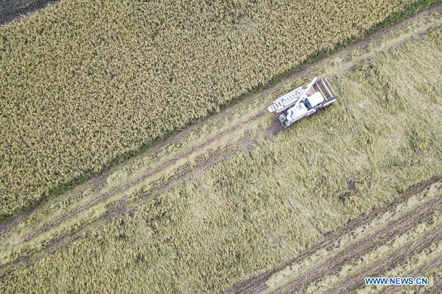 Aerial photo taken on Oct. 22, 2020 shows a harvester operating in rice fields at Xinjiang Village, Longquan Township, Longhua District of Haikou City in south China's Hainan Province. China's grain output reached nearly 670 billion kg in 2020, up 5.65 billion kg, or 0.9 percent, from last year, the National Bureau of Statistics (NBS) said on Thursday. This marks the sixth consecutive year that the country's total grain production has exceeded 650 billion kg. The bumper harvest comes despite disrupted farming as a result of the COVID-19 epidemic, which has been held in check thanks to efforts to ensure the transportation of agricultural materials and strengthen farming management. (Xinhua/Pu Xiaoxu)