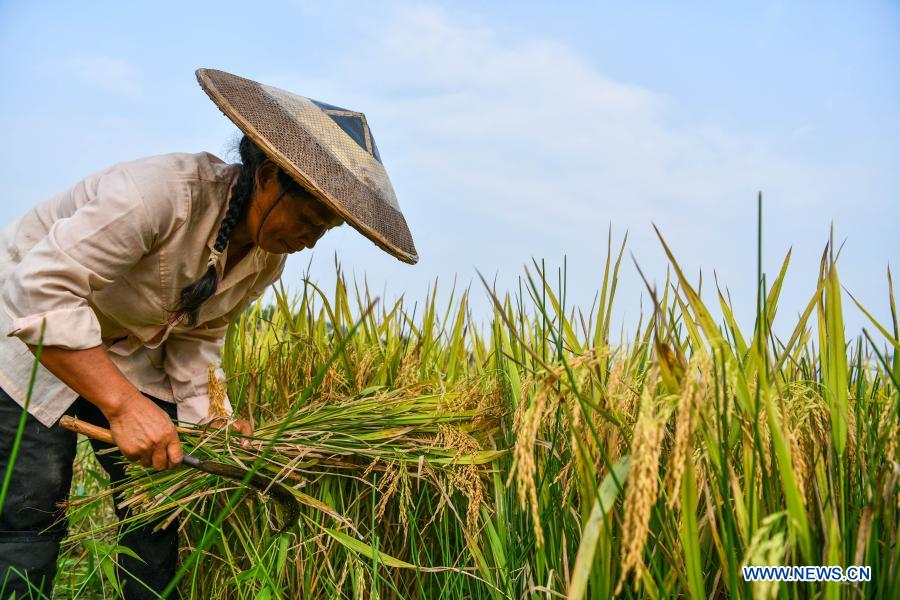 A farmer harvests rice at Shanghua Village, Gaoniang Township, Tianzhu County of southwest China's Guizhou Province, Sept. 2, 2020. China's grain output reached nearly 670 billion kg in 2020, up 5.65 billion kg, or 0.9 percent, from last year, the National Bureau of Statistics (NBS) said on Thursday. This marks the sixth consecutive year that the country's total grain production has exceeded 650 billion kg. The bumper harvest comes despite disrupted farming as a result of the COVID-19 epidemic, which has been held in check thanks to efforts to ensure the transportation of agricultural materials and strengthen farming management. (Xinhua/Yang Wenbin)